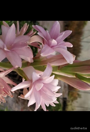 augmented_Polianthes tuberosa flower7_rotated_270.jpeg